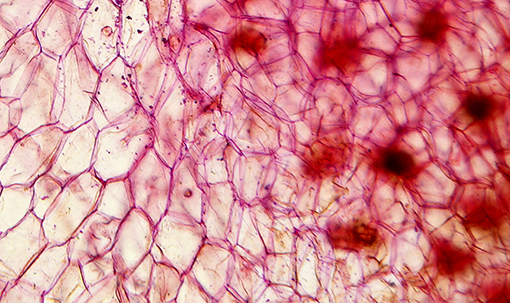 Dept_Pathology
